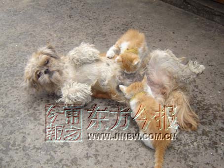 猫狗不是冤家 平顶山小猫吃狗奶 和睦相处如