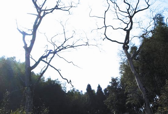 永春乌髻岩两棵树 春天光秃秃夏天方开花