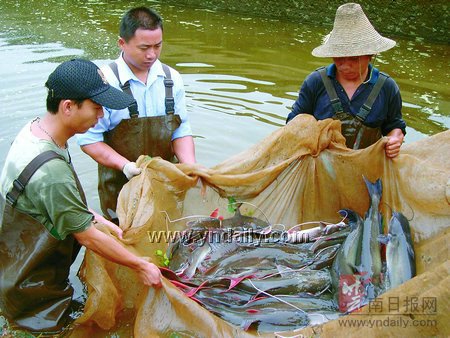 景洪建成澜沧江叉尾鲶人工驯养繁育基地