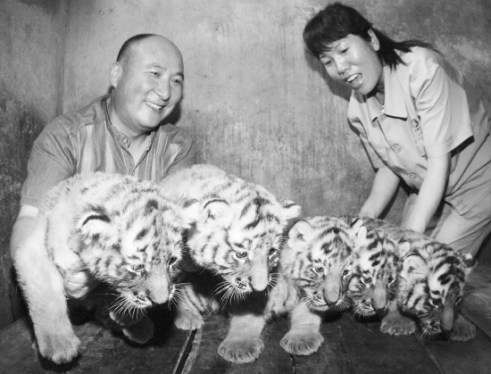 西安五胞胎小东北虎满月