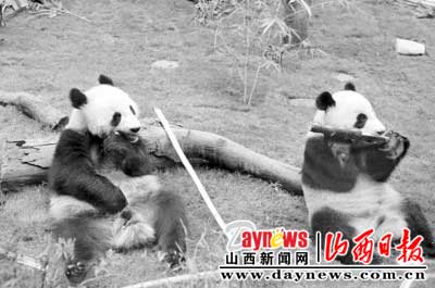 ����è�����֡��͡�ӯӯ��������ڼ��棨ͼ��