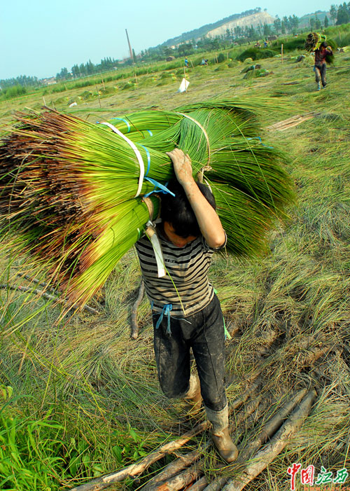[图片故事]永丰来的割草女