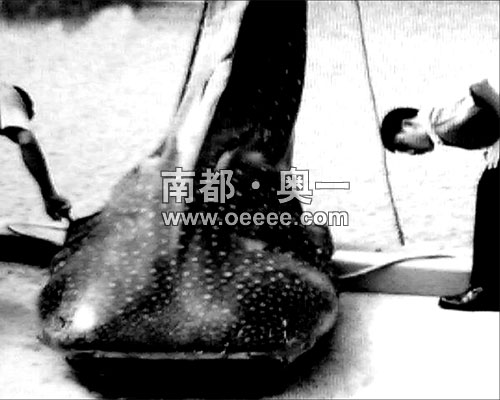 吃人唐蚤惊现花都?谣传!