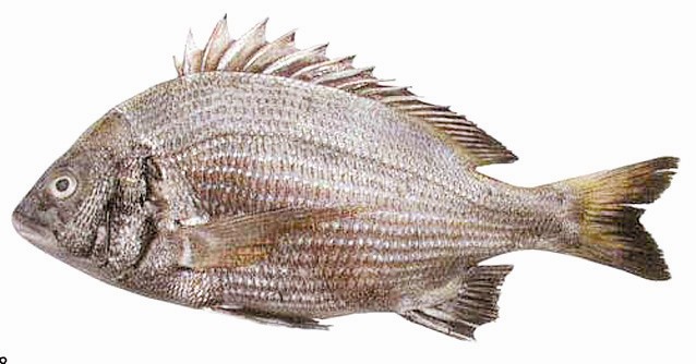 30万尾黑鲷苗放生泉州湾