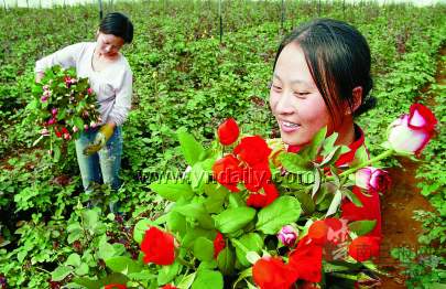 云南鲜切花新品种研发和申报数快速增长