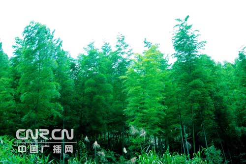 特稿:中国第三次土地改革在江西