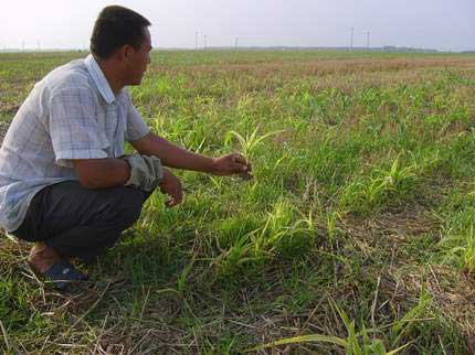 河北景县百余亩玉米苗疑遭铁路喷洒除草剂破坏