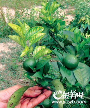 "黄龙病"来袭廉江红橙告急