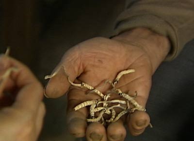 央视《生活567》节目预告(图)