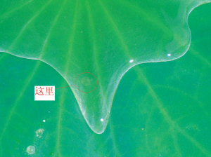 自家楼顶养藕的水池里怎么冒出那么多水母