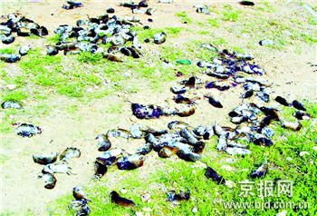 惊竦:洞庭湖人鼠大战(慎入)