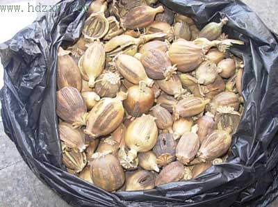 泉警方凌晨截获云南来的罂粟