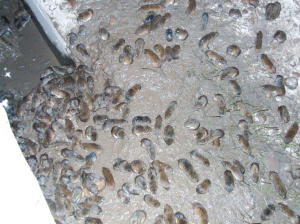 20亿只田鼠入侵洞庭湖