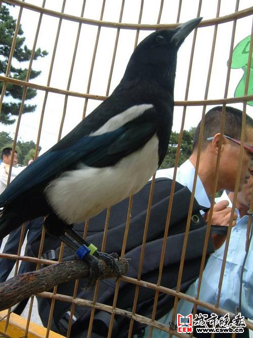 与八哥为邻喜鹊开口说话