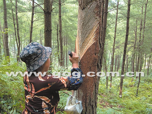 黏黏的松脂油从被刻出的口子中渗出后