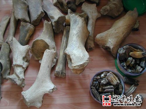 十万年前通化人养猪放马