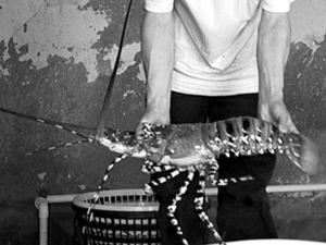 三只超级大龙虾怎么会到台州