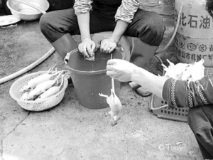 广东人真敢吃 湖南田鼠竟成野味