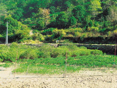 科学家发现百米宽红树林能挡住10级台风