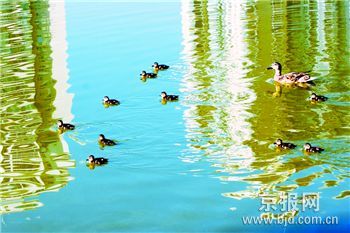 天通苑想建野鸭部落