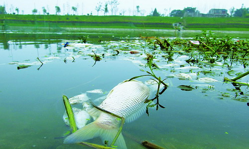 上派河鱼群为何集体暴毙?