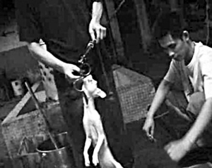 水煮活猫过程曝光