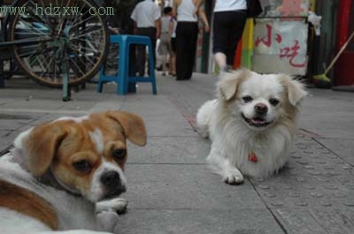 林家贵犬初长成一只京巴追上门