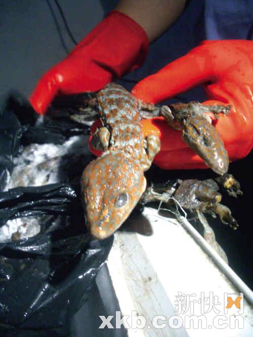 大批国宝动物藏石井商贸城