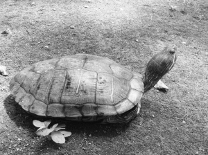 千年金龟?