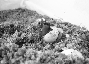 杀鳖得蛋 孵出7只小甲鱼