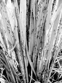 四川大面积暴发稻飞虱虫害