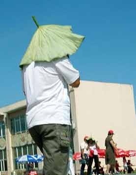 烈日当头荷叶扣头上 这个遮阳帽有创意(图)