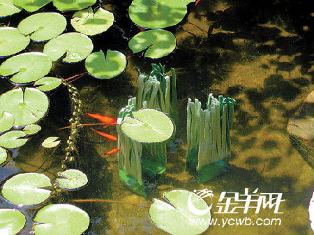 家中养金鱼可十年不换水