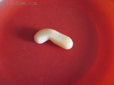 巴西龟蛋也玩变形金刚