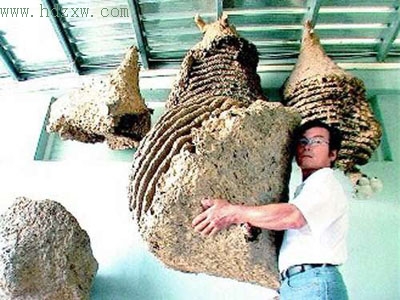 马蜂窝+++天气炎热的夏季是虎头蜂攻击性最强