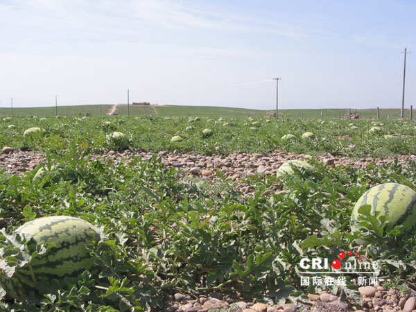 中卫香山硒砂瓜:千年旱塬成就瓜类珍品(图)
