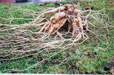 天价野山参