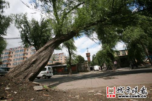 都怪恼人的秋风(图文)