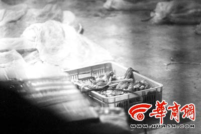 小区地下车库藏着数百条蛇(图)