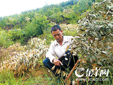 两万株桉树一夜伏尸山坡
