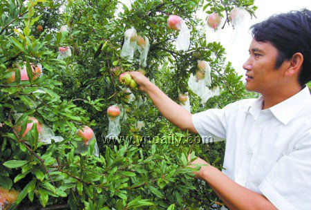 蒙自石榴种植业成为农民增加经济收入