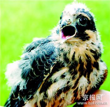 燕隼幼鸟现身闹市草坪