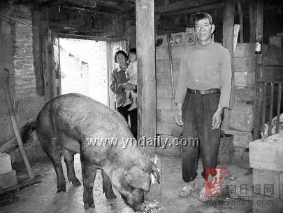 云南江川畜牧局称私养公猪配种违法