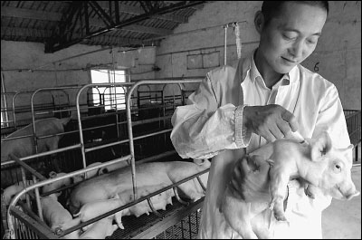 农业部通报猪蓝耳病防控情况:新疫苗免疫生猪