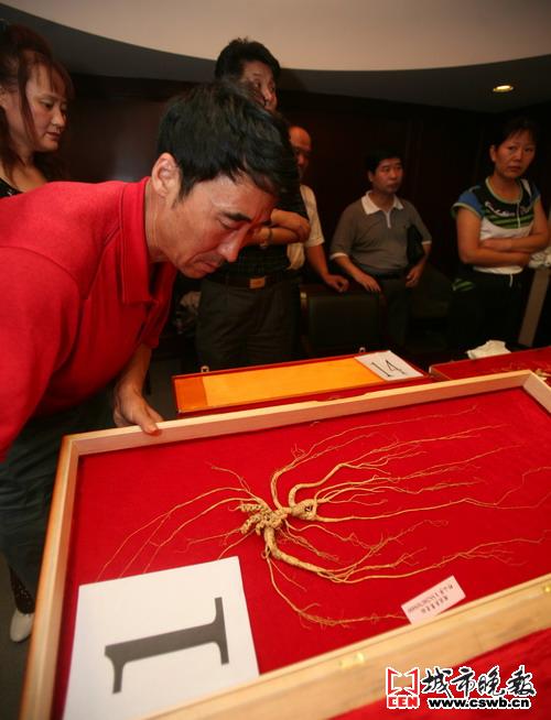 三棵野山参当选长白参王