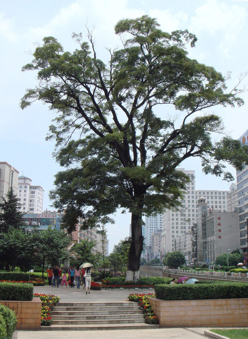 桃源广场 百年滇朴深夜突倒地_新闻中心_新浪网