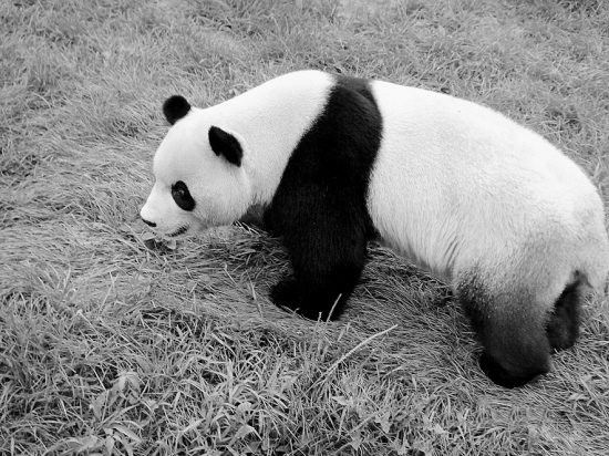 征集大熊猫爱心饲养员