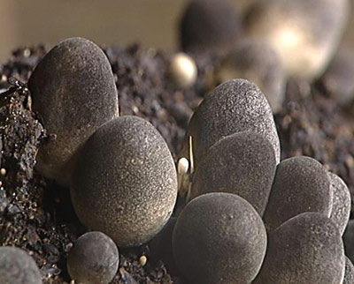 林中闲地捞出来的财富