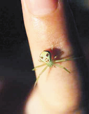 河南市民捉到人面蜘蛛