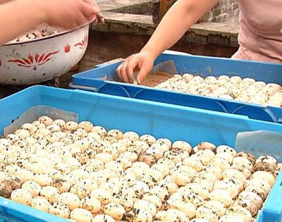 儿媳养龟一年多挣14万